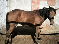 Էգ ձի, Ձիեր — լուսանկար 1