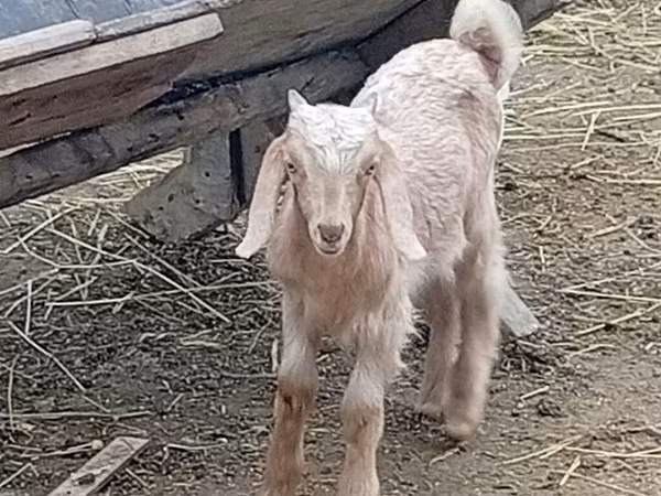 Cabro, Damask goat