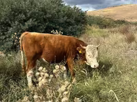 Ցուլ, Simmental cattle — լուսանկար 1