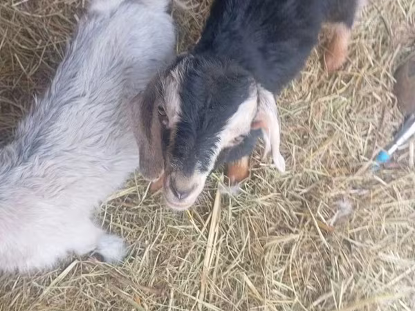 Billy Goat, Nubian Goat
