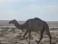 Camelos (lote, sexo não especificado), Anafi camel — foto 3