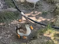 Ducks — լուսանկար 4