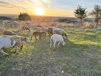 Խոյ, Katum sheep — լուսանկար 1