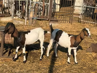 Ешкі, Nubian Goat — 2-сурет