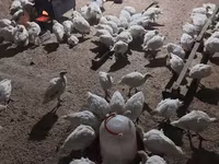Turkeys — Foto 3