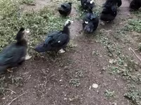Ducks — الصورة 3