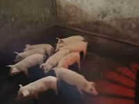Sow, Pigs — photo 3