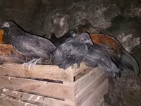 Ճապոնական Բանտամ — լուսանկար 2