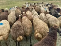 Ոչխար, Ոչխարներ — լուսանկար 3