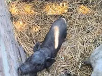 Sow, Вьетнамская вислобрюхая — photo 3