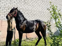 حصان, Swedish warmblood horse — الصورة 3