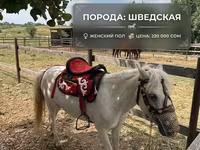 حصان, North Swedish horse — الصورة 5