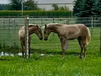 Égua, Black Sea breed — foto 4