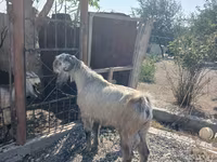 Արու այծ, Damask goat — լուսանկար 3