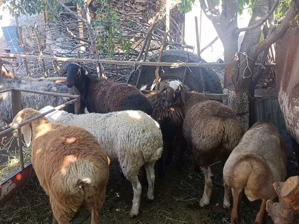 Schaf, Rhon sheep