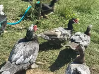 Ducks — Foto 2