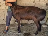 公羊, Sheep — 照片 2