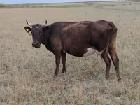 Կով, Ukrainian grey cattle — լուսանկար 3