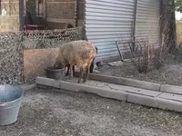 Խոյ, Hissar sheep — լուսանկար 7