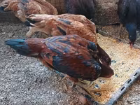 Chickens — 照片 1