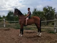 公马, Dutch warmblood horse — 照片 1
