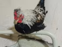 ياكيدو — الصورة 5