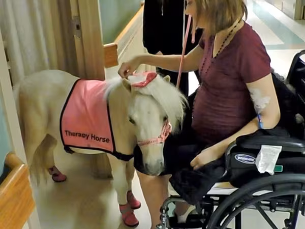 Էգ ձի, Miniature horse