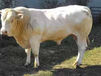 Ցուլ, Blonde d’Aquitane cattle — լուսանկար 3