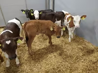 Կով, Simmental cattle — լուսանկար 2