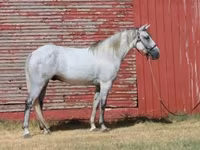 Ձի, Tennessee Walking Horse — լուսանկար 8