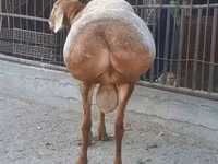 Խոյ, Saryarka sheep — լուսանկար 4