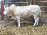 Ցուլ, Blonde d’Aquitane cattle — լուսանկար 4