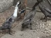 إنديان رانر — الصورة 2