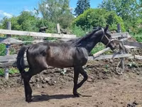 Horse (M), Hungarian horse breed — photo 6