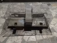 Շինշիլա շինշիաների վանդակ — الصورة 2