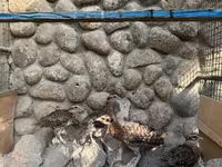 Guinea fowl — photo 8