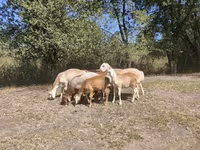 Խոյ, Afghan Arabi sheep — լուսանկար 8