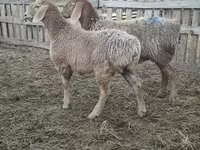 母羊, Arashan sheep — 照片 1
