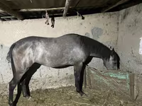 Mare, Thoroughbred horse — photo 1