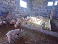 Էգ խոզ, Խոզեր — լուսանկար 4