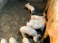 Säue, Schweine — Foto 1