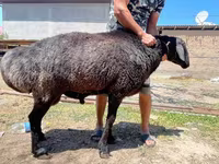 Carneiro, Ovelhas — foto 4