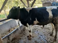 Vaca, Russian Black pied cattle — foto 2
