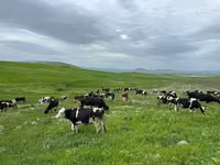 Կով, Simmental cattle — լուսանկար 1