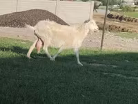Էգ այծ, Russian White goat — լուսանկար 3