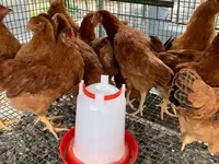Chickens — फ़ोटो 2