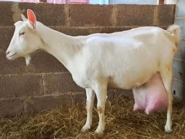 母山羊, Saanen goat