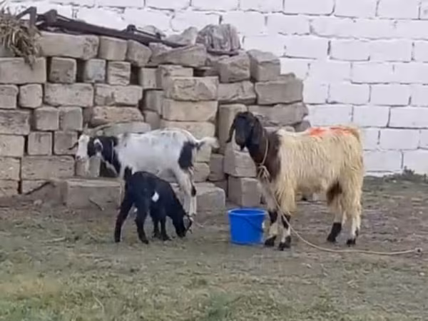 Էգ այծ, Այծեր