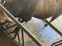 Bull, Swiss cattle — photo 4