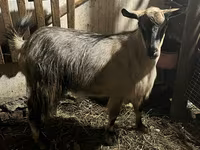 Էգ այծ, Alpine goat — լուսանկար 2